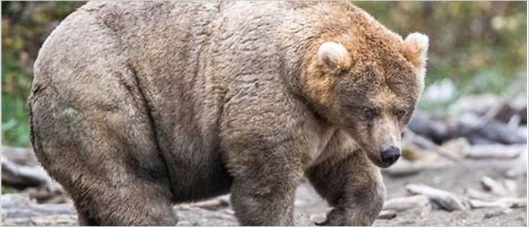 Is bear fat healthy